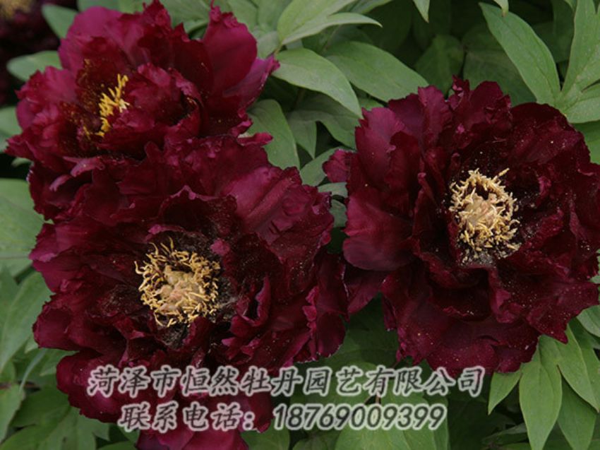 点击查看详细信息<br>标题：黑色牡丹 阅读次数：1145
