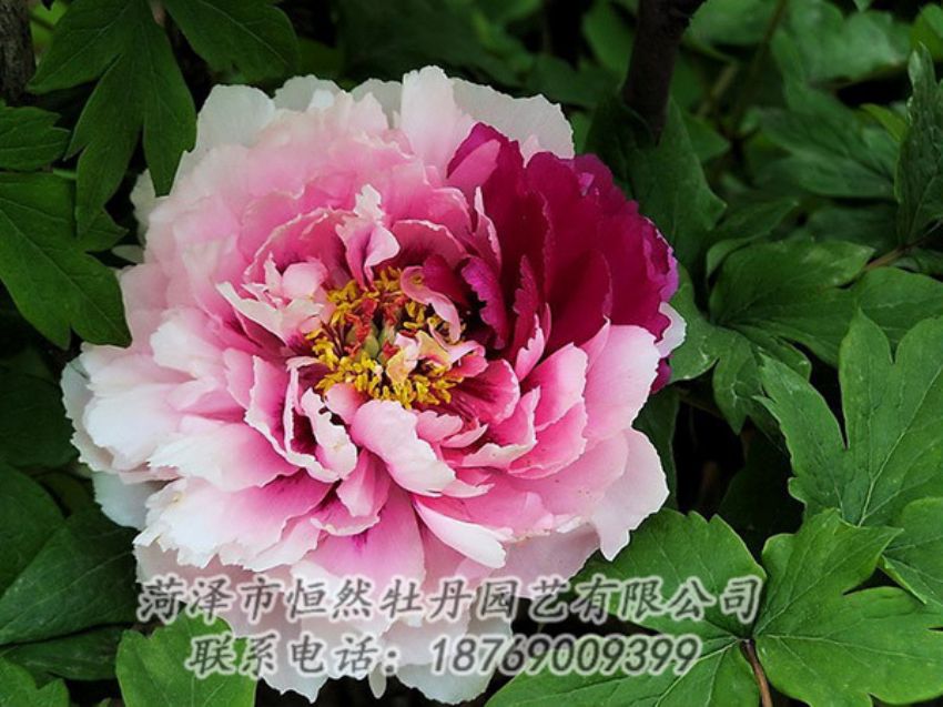 点击查看详细信息<br>标题：复色牡丹 阅读次数：1236