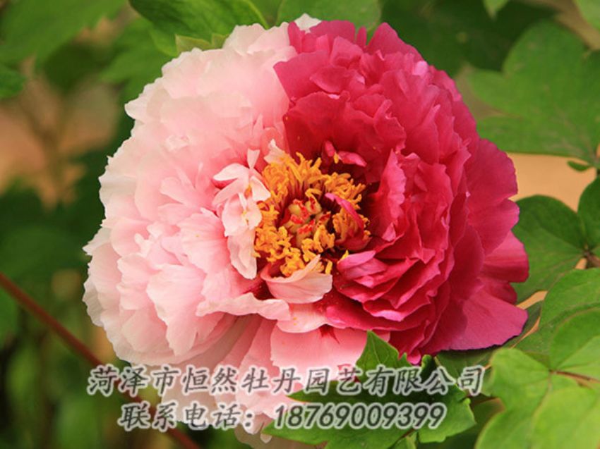 点击查看详细信息<br>标题：复色牡丹 阅读次数：1303