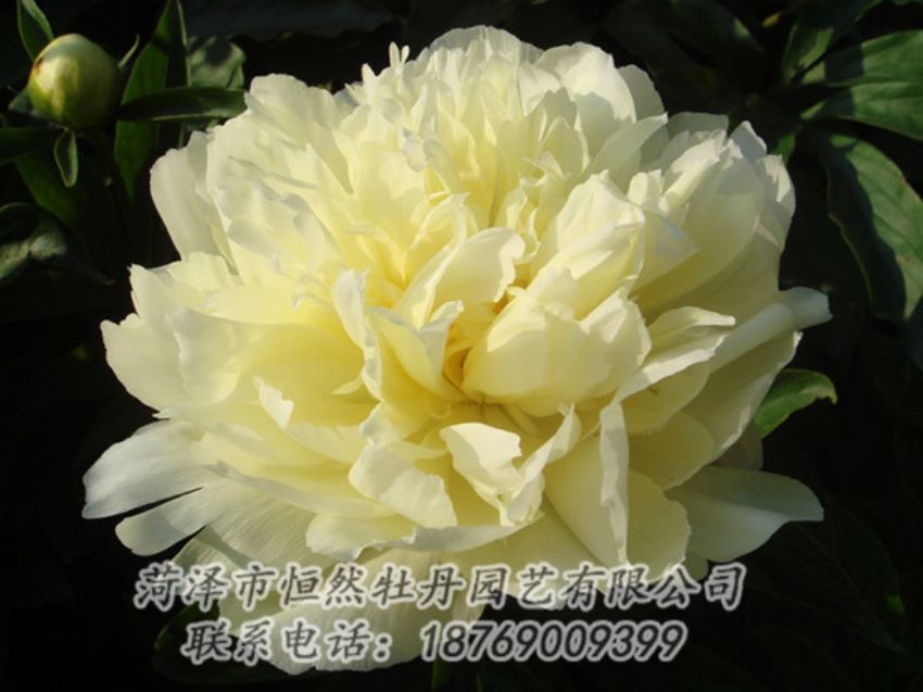 点击查看详细信息<br>标题：黄色牡丹 阅读次数：1100
