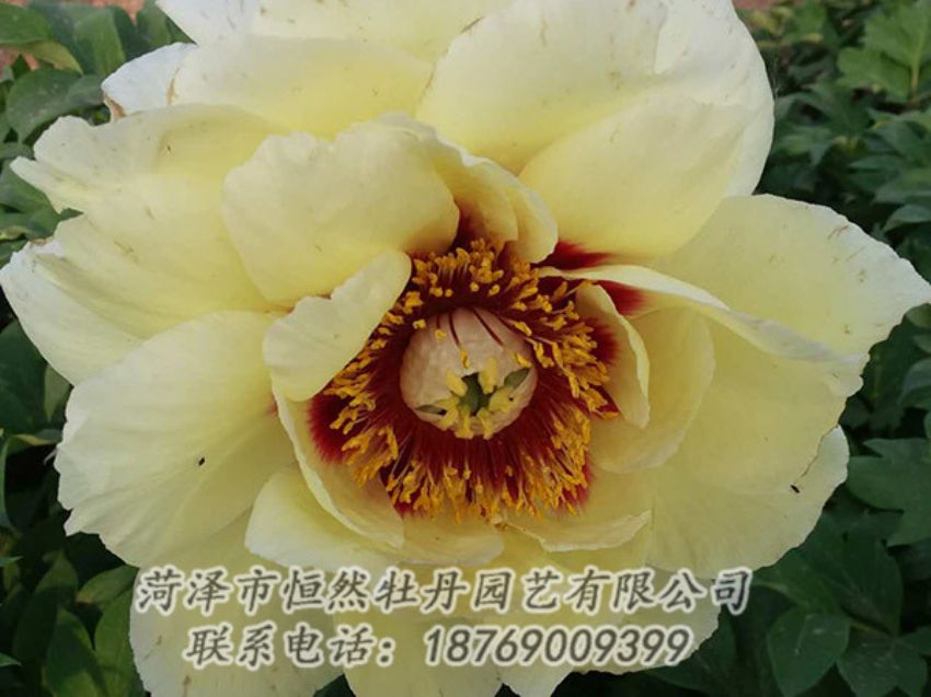点击查看详细信息<br>标题：黄色牡丹 阅读次数：1193