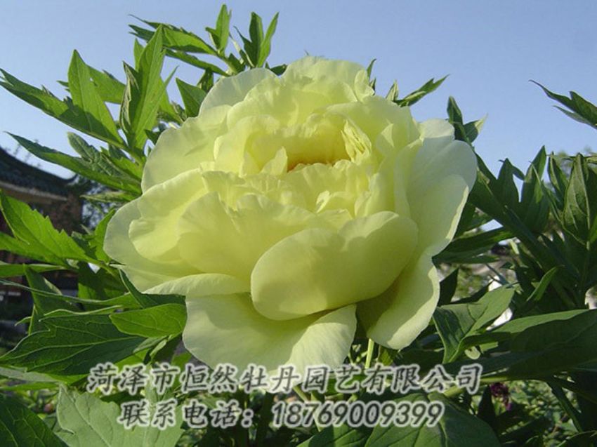 点击查看详细信息<br>标题：黄色牡丹 阅读次数：1152