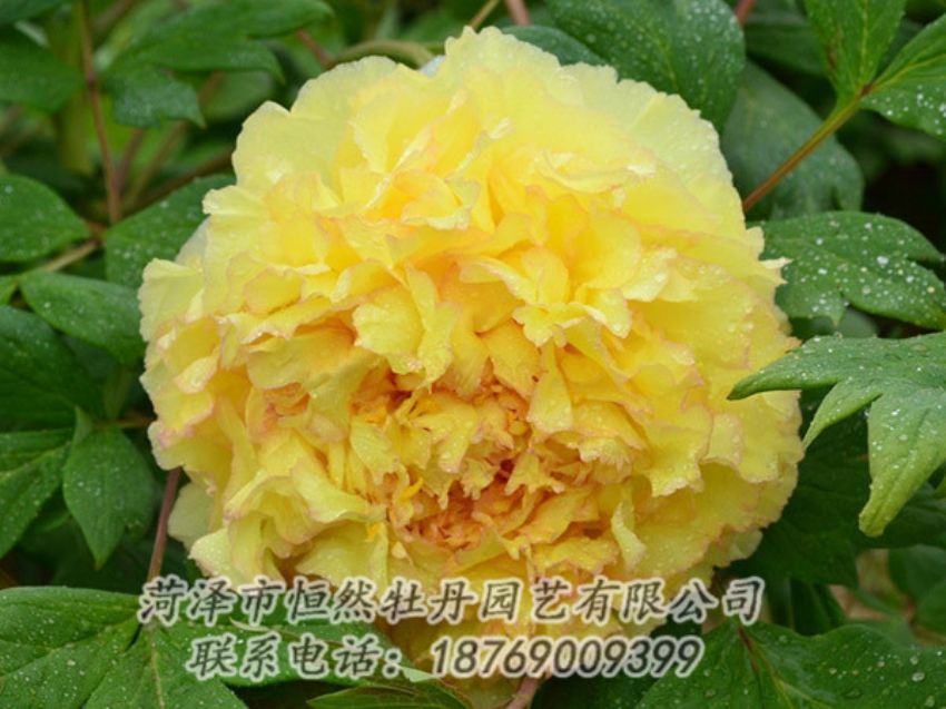 点击查看详细信息<br>标题：黄色牡丹 阅读次数：1163