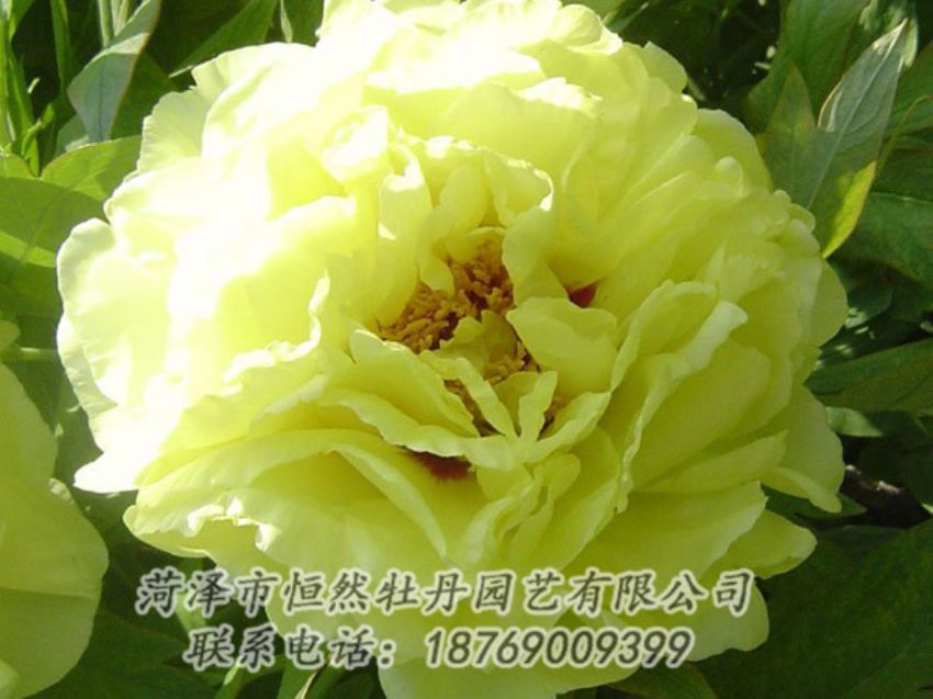点击查看详细信息<br>标题：黄色牡丹 阅读次数：1127