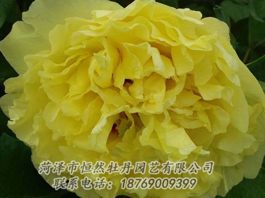 点击查看详细信息<br>标题：黄色牡丹 阅读次数：1079