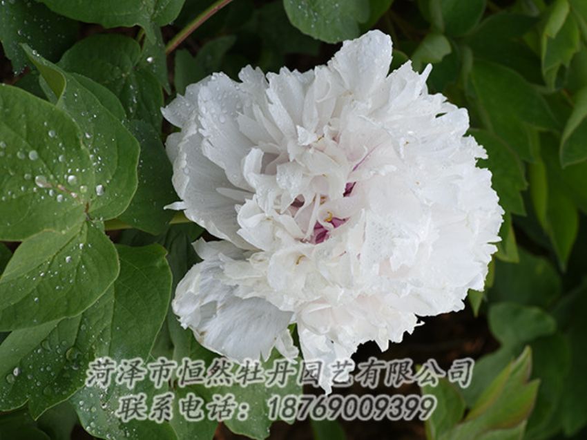点击查看详细信息<br>标题：白色牡丹 阅读次数：1174
