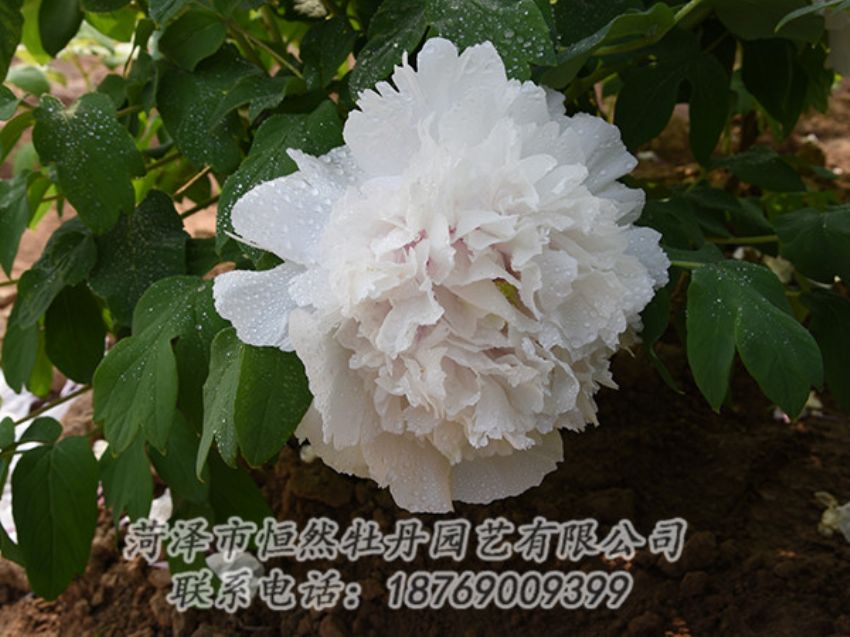 点击查看详细信息<br>标题：白色牡丹 阅读次数：1156