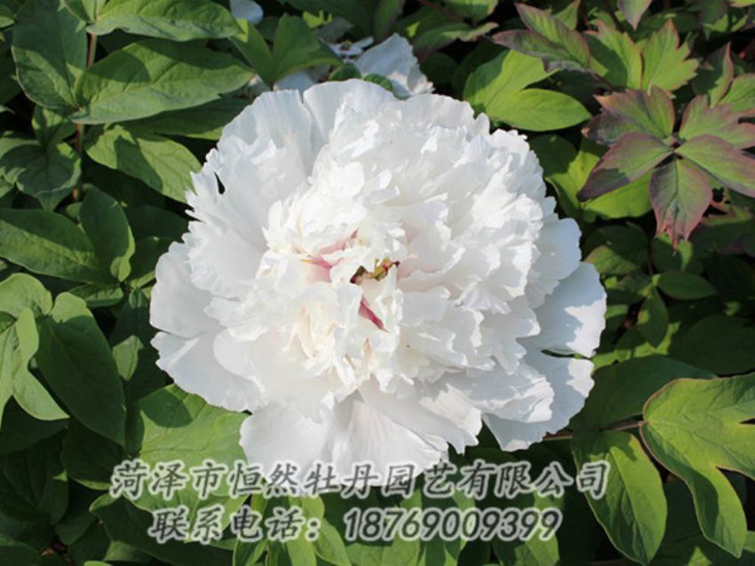 点击查看详细信息<br>标题：白色牡丹 阅读次数：1307