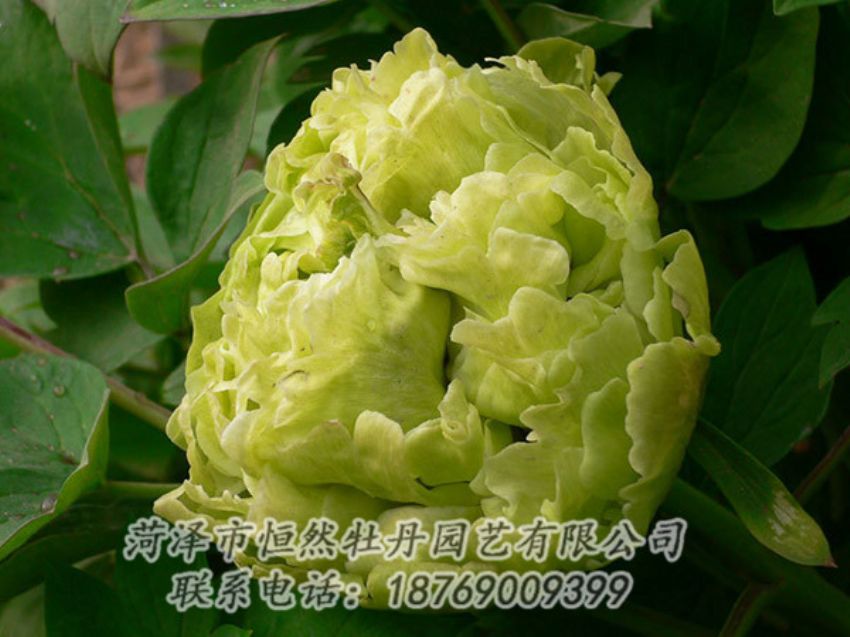 点击查看详细信息<br>标题：绿色牡丹 阅读次数：1254