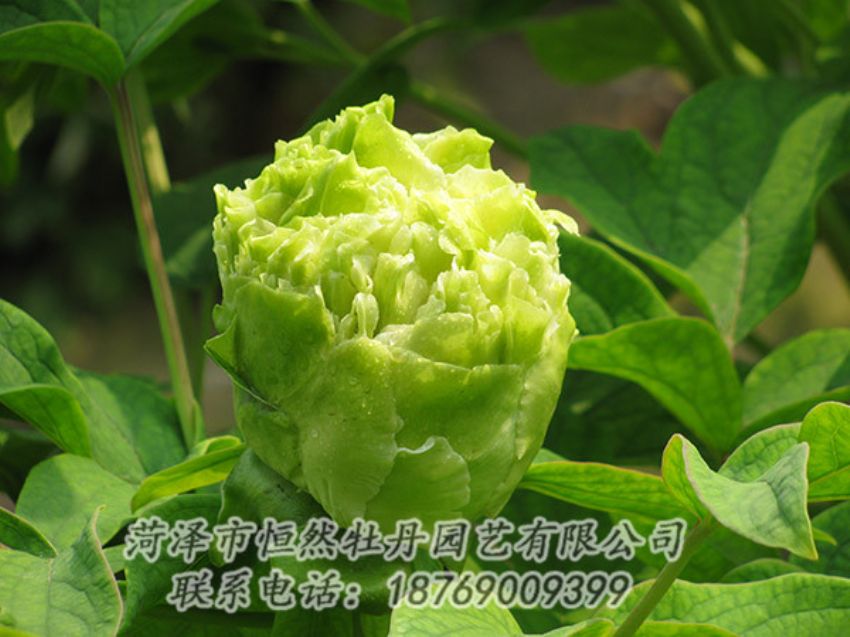 点击查看详细信息<br>标题：绿色牡丹 阅读次数：1288