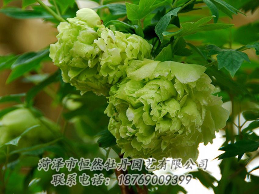 点击查看详细信息<br>标题：绿色牡丹 阅读次数：1267