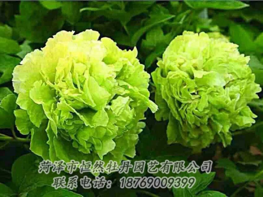 点击查看详细信息<br>标题：绿色牡丹 阅读次数：1364