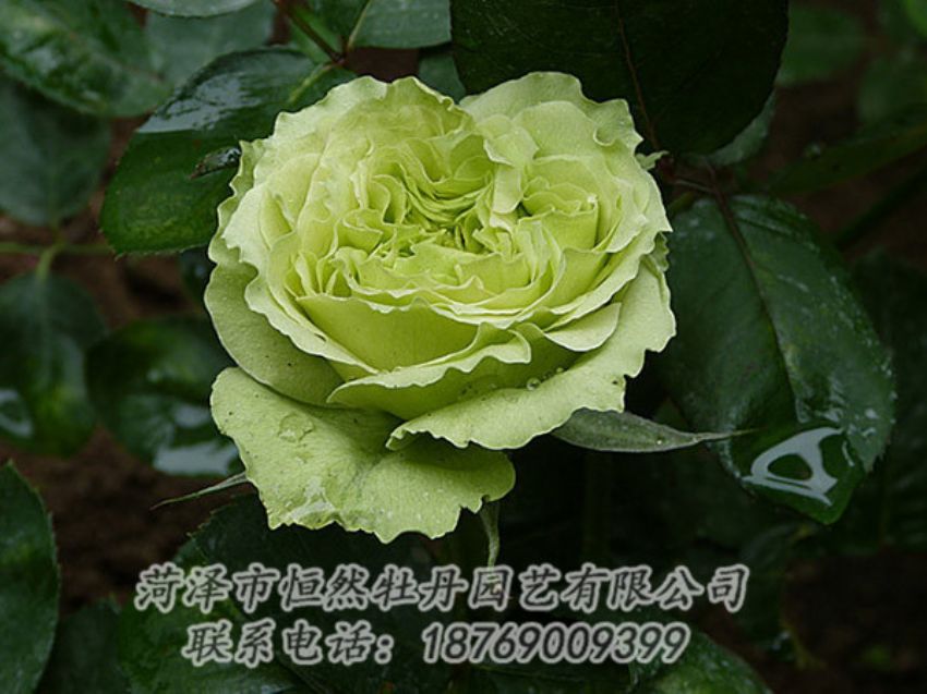 点击查看详细信息<br>标题：绿色牡丹 阅读次数：1280