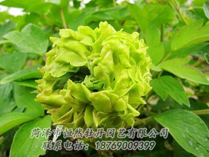 点击查看详细信息<br>标题：绿色牡丹 阅读次数：1293