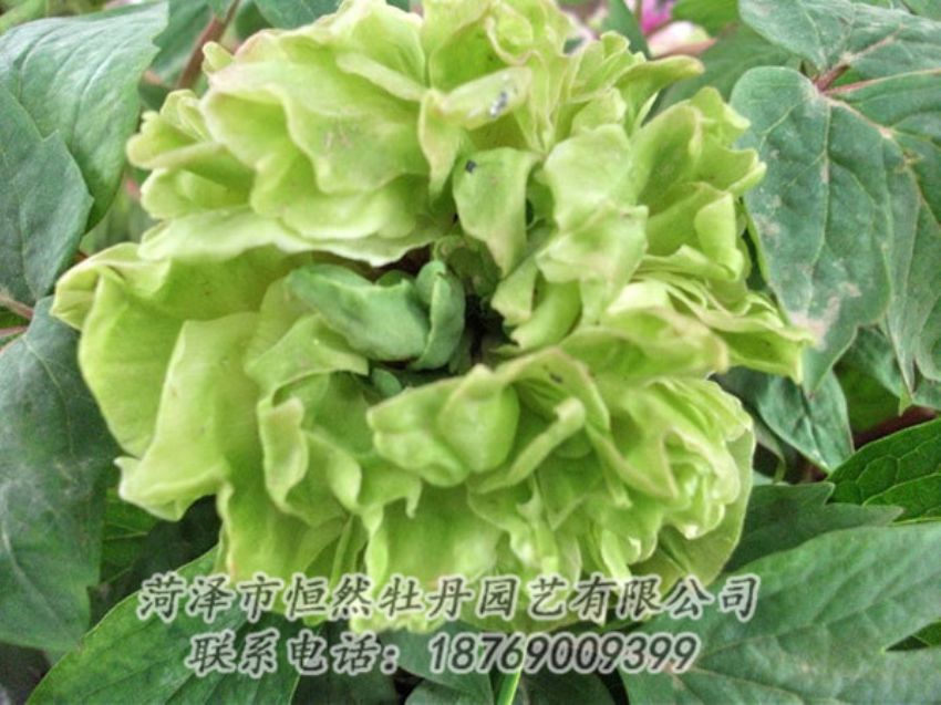 点击查看详细信息<br>标题：绿色牡丹 阅读次数：1364