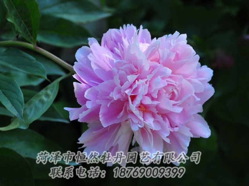 点击查看详细信息<br>标题：紫色牡丹 阅读次数：1828