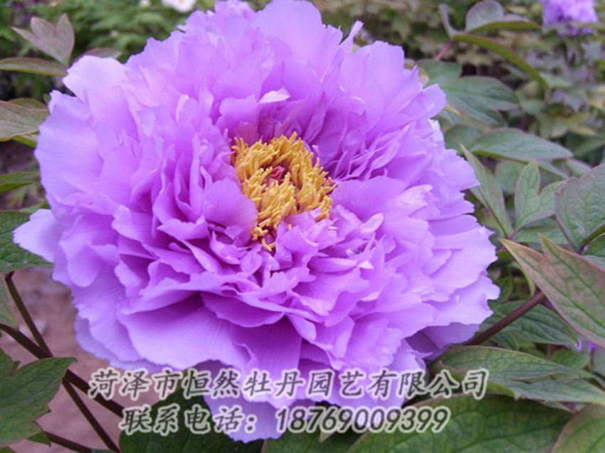 点击查看详细信息<br>标题：紫色牡丹 阅读次数：1908