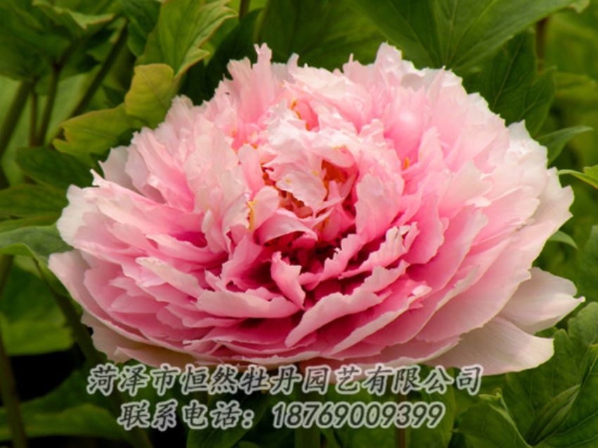 点击查看详细信息<br>标题：粉色牡丹 阅读次数：2005