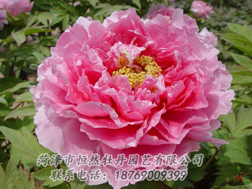 点击查看详细信息<br>标题：粉色牡丹 阅读次数：1976