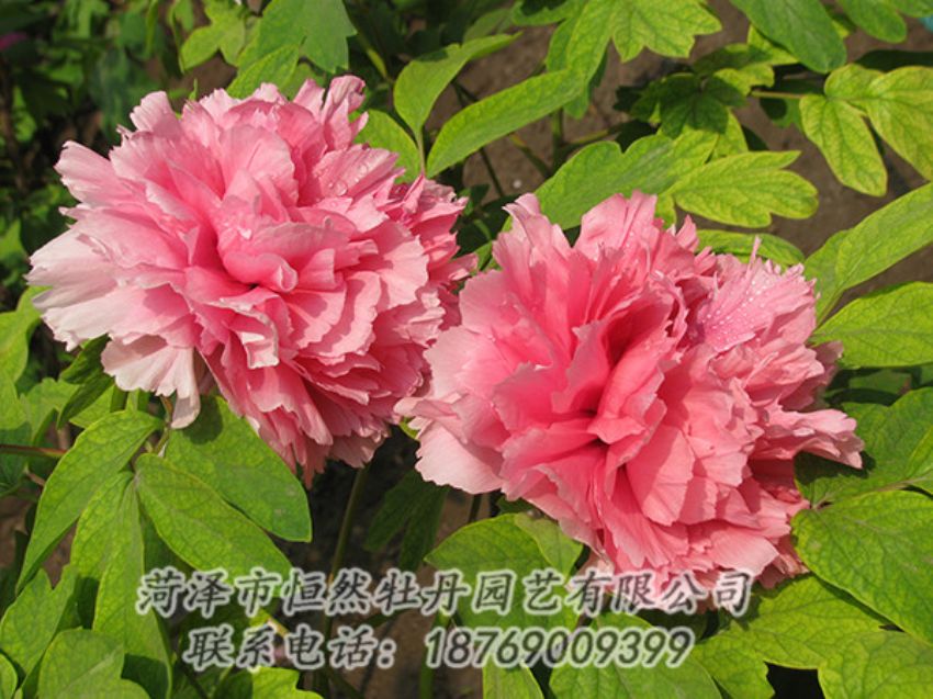 点击查看详细信息<br>标题：粉色牡丹 阅读次数：1829