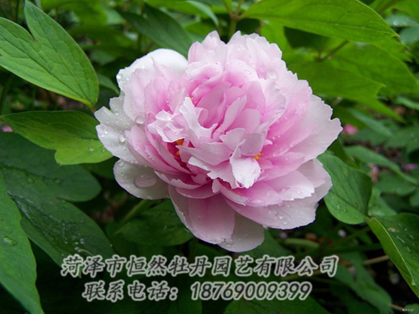 点击查看详细信息<br>标题：粉色牡丹 阅读次数：1936