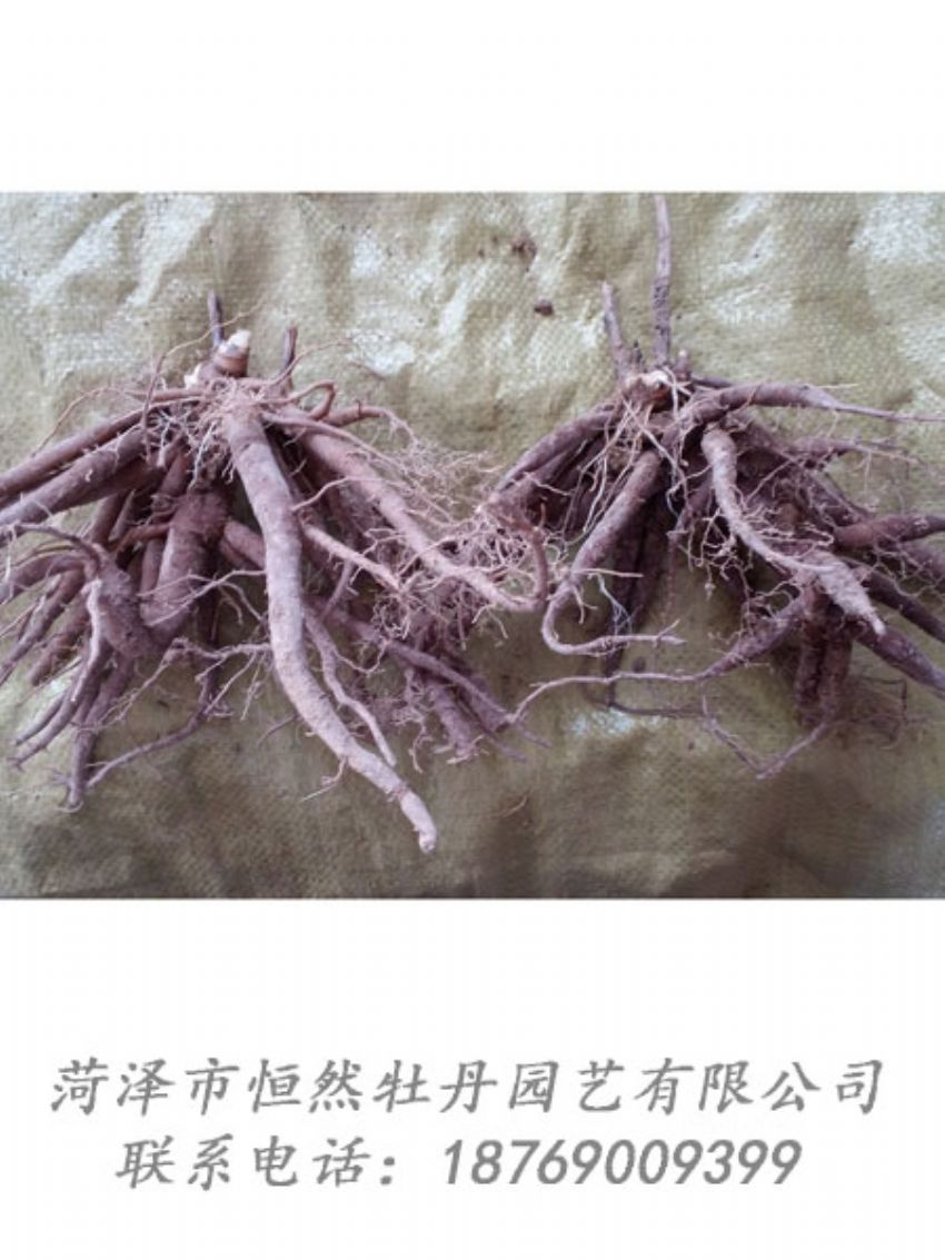 点击查看详细信息<br>标题：二年芍药苗 阅读次数：2020