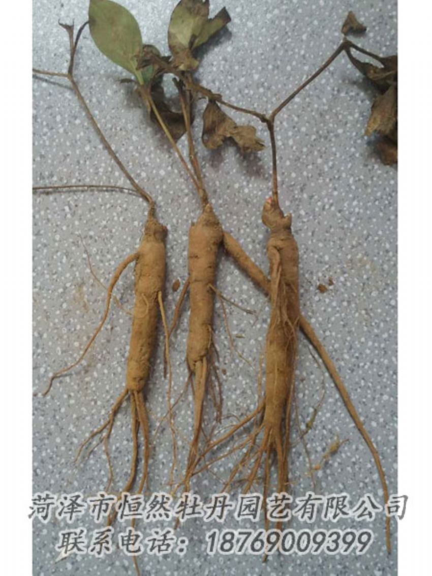 点击查看详细信息<br>标题：芍药苗 阅读次数：2038