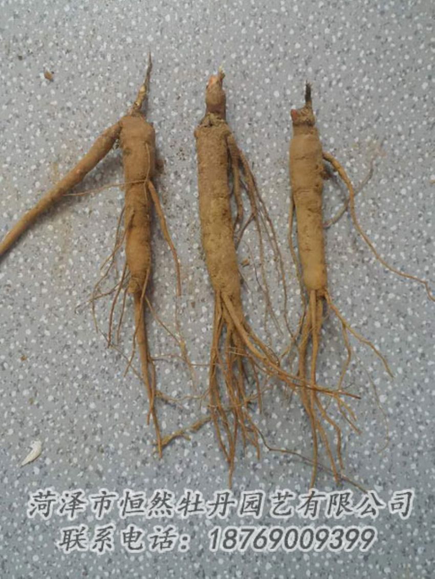 点击查看详细信息<br>标题：芍药苗 阅读次数：2130