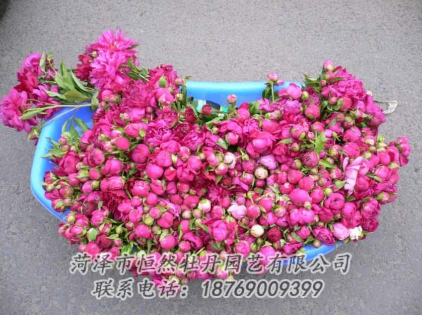 点击查看详细信息<br>标题：芍药切花 阅读次数：1980