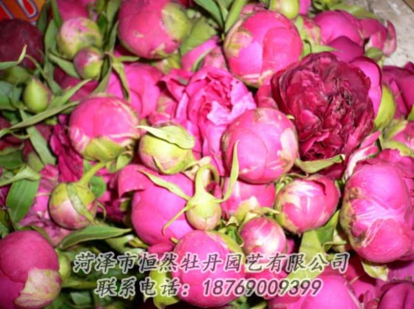 点击查看详细信息<br>标题：芍药切花 阅读次数：1991