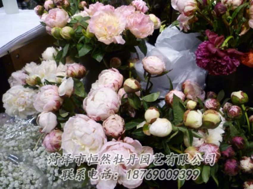 点击查看详细信息<br>标题：芍药切花 阅读次数：2157