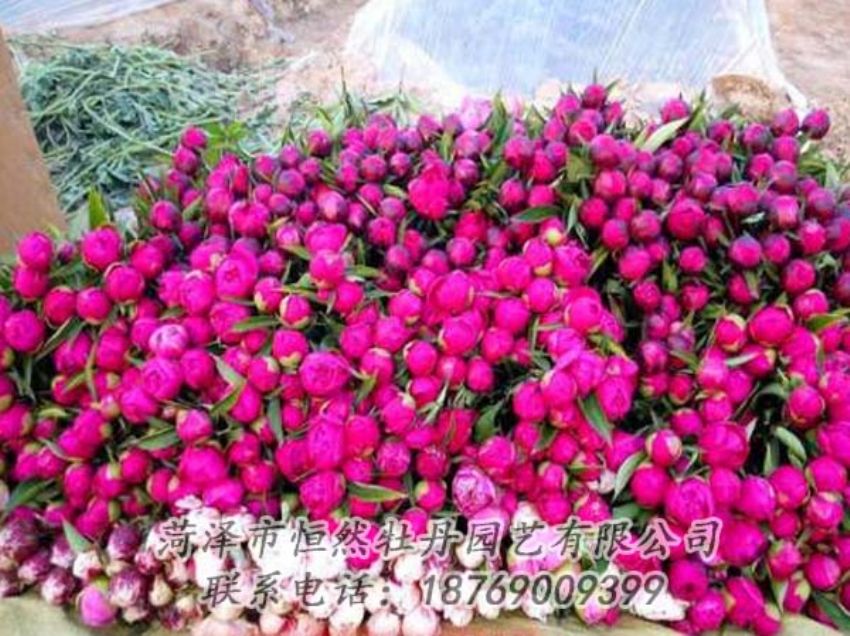 点击查看详细信息<br>标题：芍药切花 阅读次数：2141