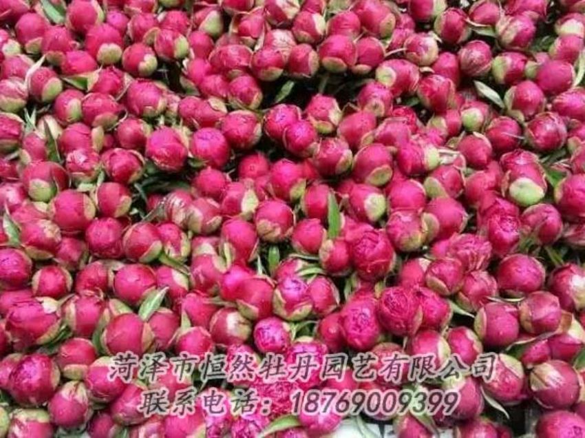 点击查看详细信息<br>标题：芍药切花 阅读次数：2205