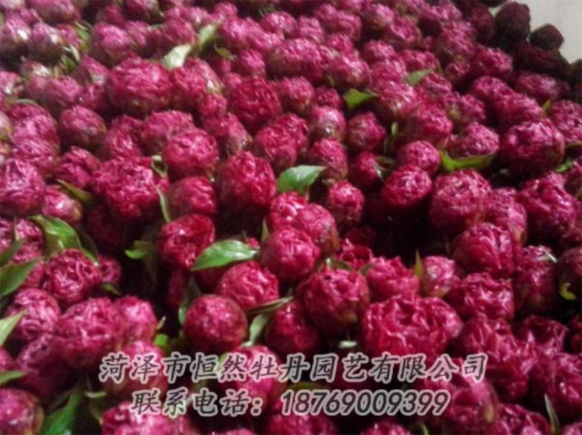 点击查看详细信息<br>标题：芍药切花 阅读次数：2039