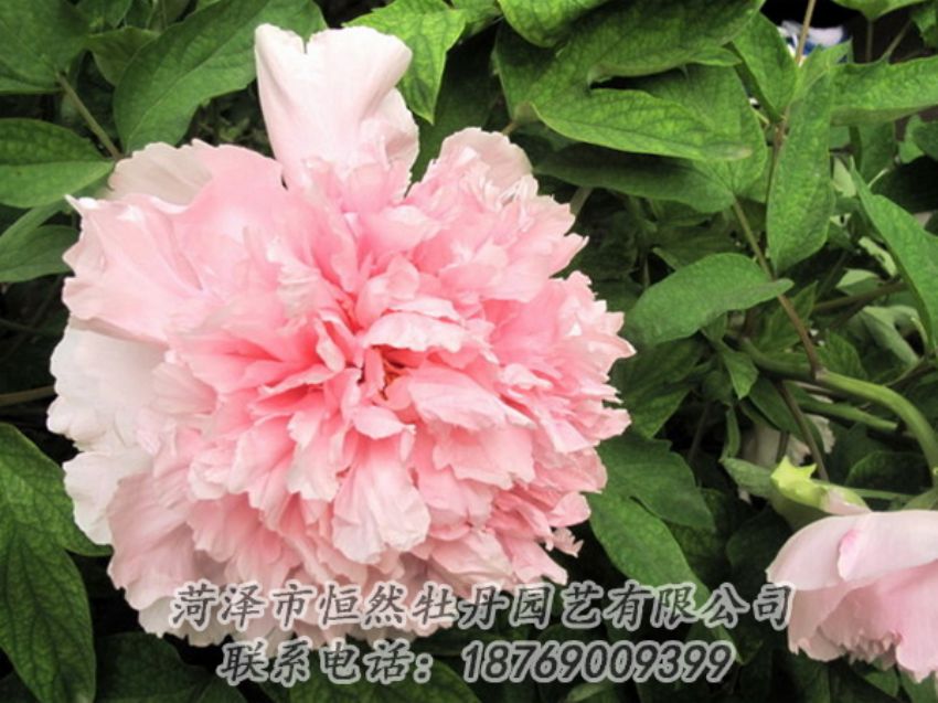 点击查看详细信息<br>标题：粉色牡丹 阅读次数：1891