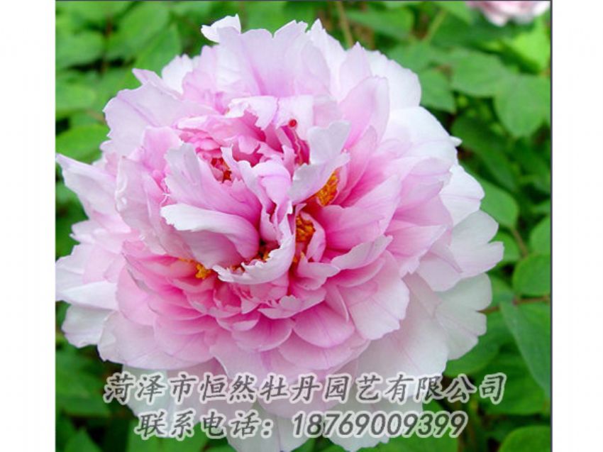 点击查看详细信息<br>标题：粉色牡丹 阅读次数：2018