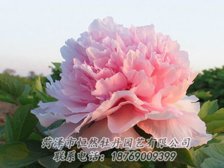 点击查看详细信息<br>标题：粉色牡丹 阅读次数：2095