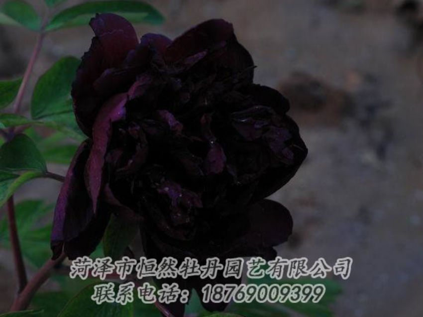 点击查看详细信息<br>标题：黑色牡丹 阅读次数：2027