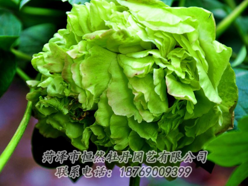 点击查看详细信息<br>标题：绿色牡丹 阅读次数：2003