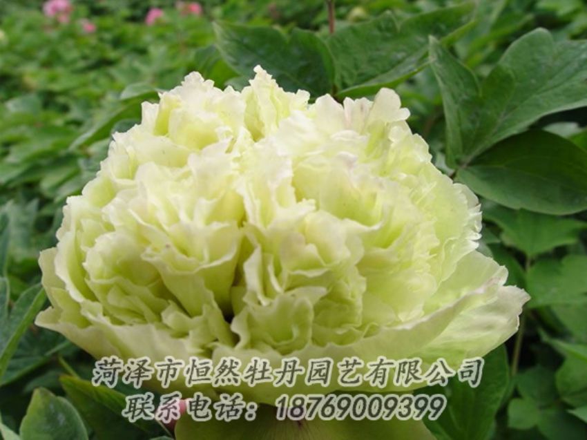 点击查看详细信息<br>标题：绿色牡丹 阅读次数：1947