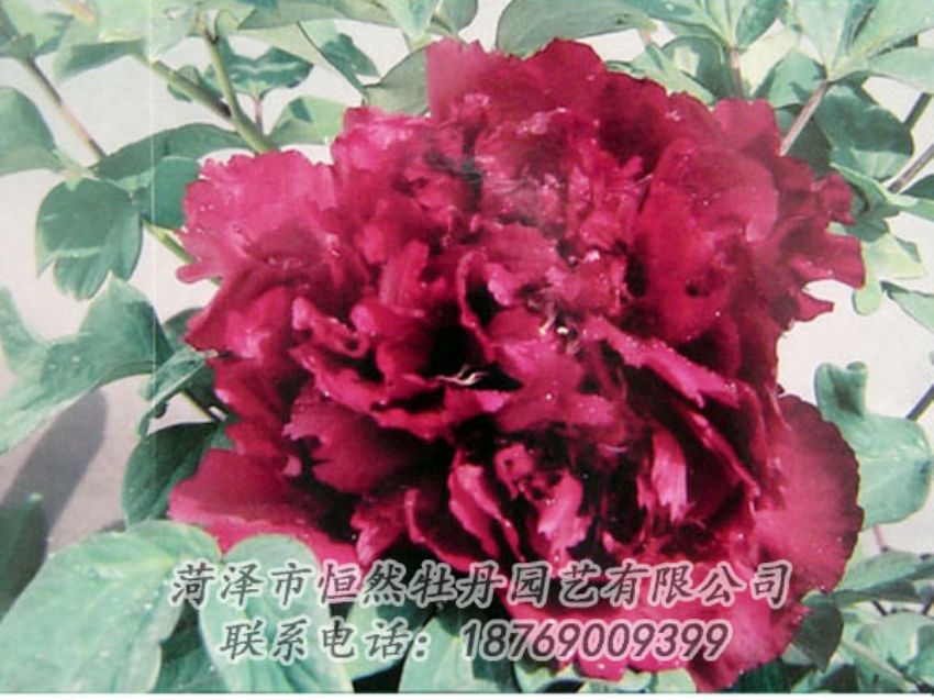 点击查看详细信息<br>标题：黑色牡丹 阅读次数：2066