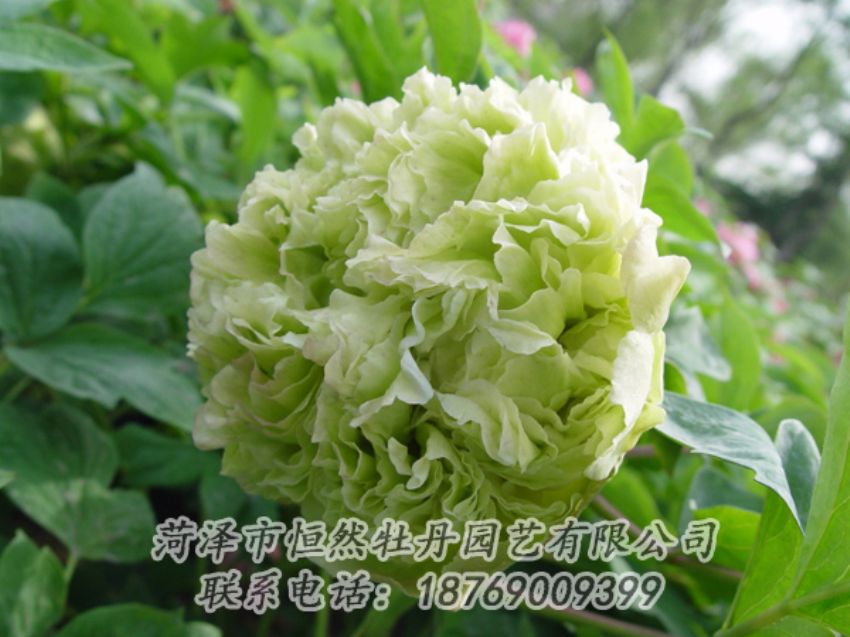 点击查看详细信息<br>标题：绿色牡丹 阅读次数：2032