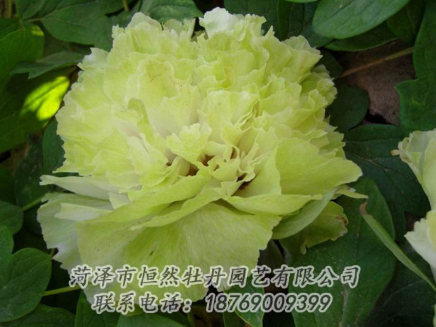 点击查看详细信息<br>标题：绿色牡丹 阅读次数：2090