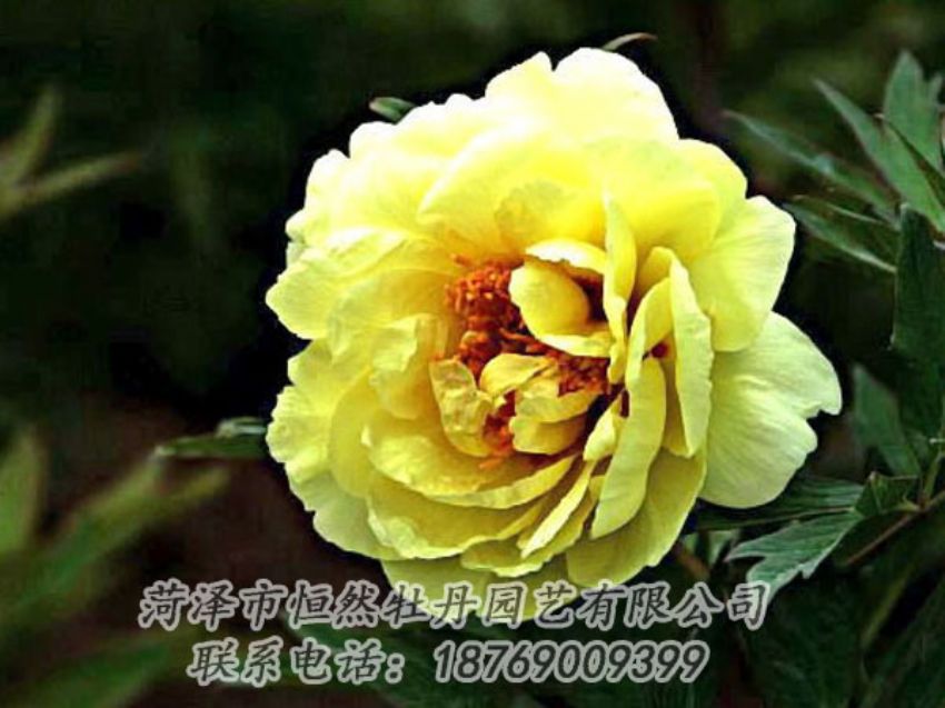 点击查看详细信息<br>标题：黄色牡丹 阅读次数：1928