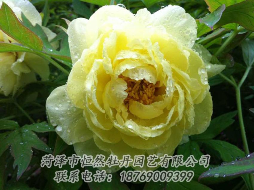 点击查看详细信息<br>标题：黄色牡丹 阅读次数：1903
