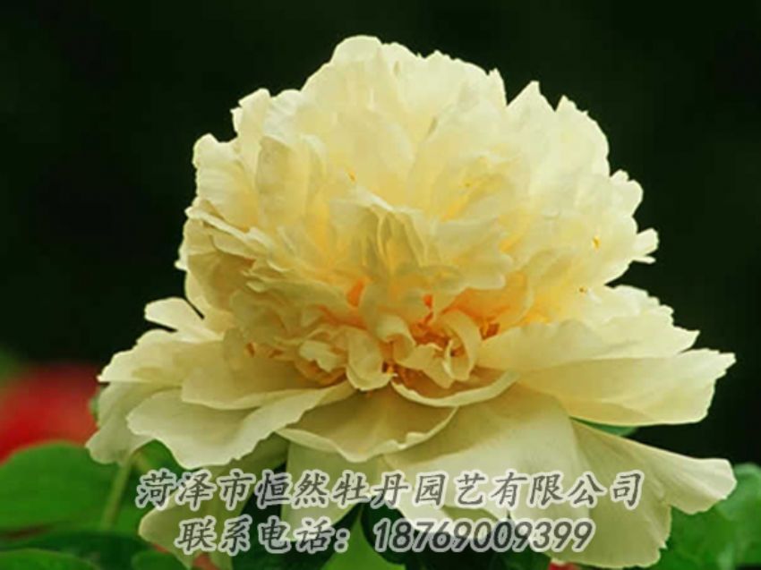 点击查看详细信息<br>标题：黄色牡丹 阅读次数：1961