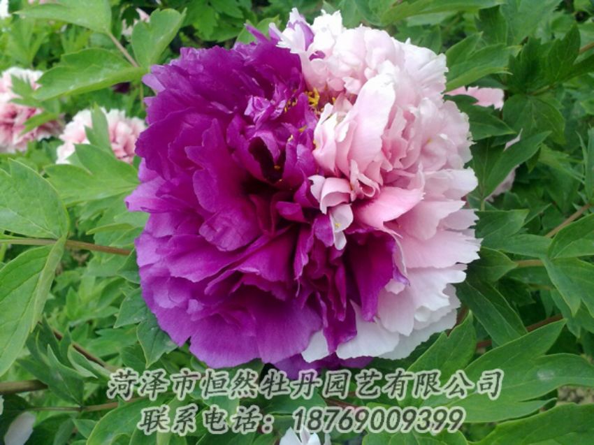 点击查看详细信息<br>标题：复色牡丹 阅读次数：2065