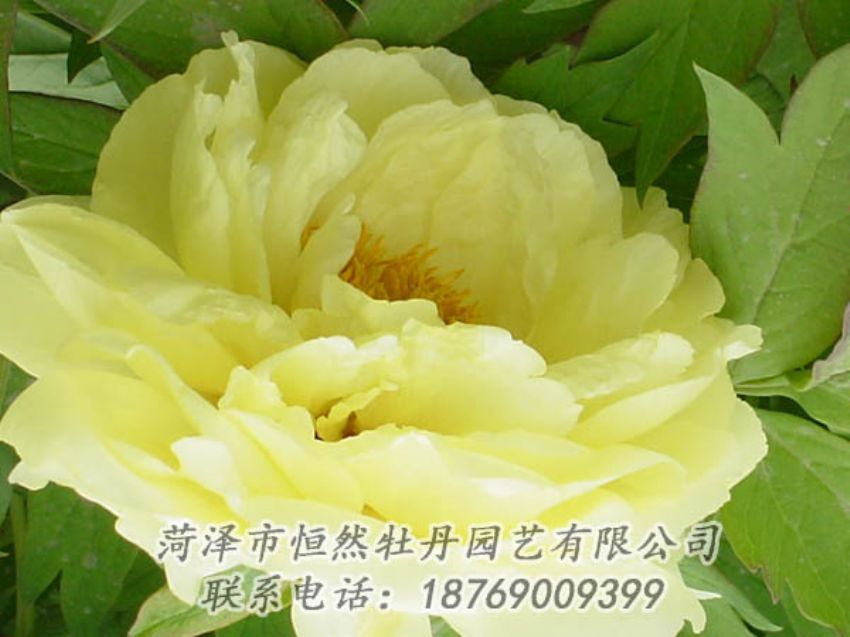点击查看详细信息<br>标题：黄色牡丹 阅读次数：1998