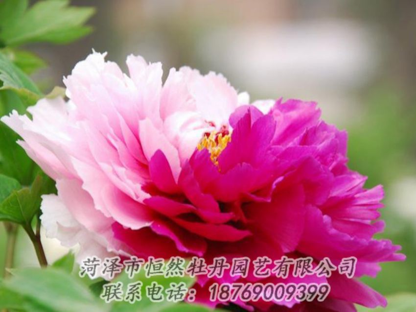 点击查看详细信息<br>标题：花二乔 阅读次数：2030