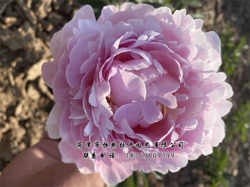 点击查看详细信息<br>标题：进口芍药 阅读次数：423